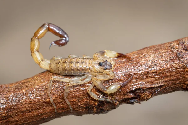 Immagine Scorpione Bruno Ramo Albero Secco Marrone Insetto Animali — Foto Stock