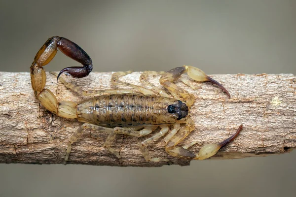 Afbeelding Van Bruine Schorpioen Bruine Droge Boomtak Insect Dierlijk — Stockfoto