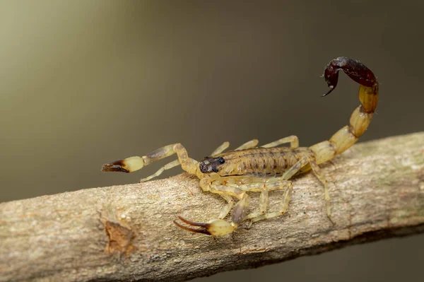 Immagine Scorpione Bruno Ramo Albero Secco Marrone Insetto Animali — Foto Stock