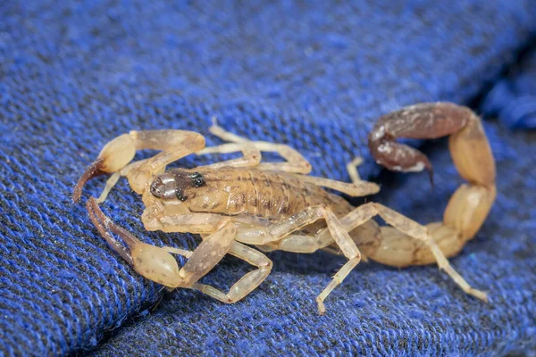 Image Scorpion Brun Sur Tissu Bleu Insecte Animaux — Photo