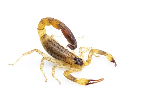 Imagem Escorpião Marrom Isolado Sobre Fundo Branco Inseto Animais — Fotografia de Stock