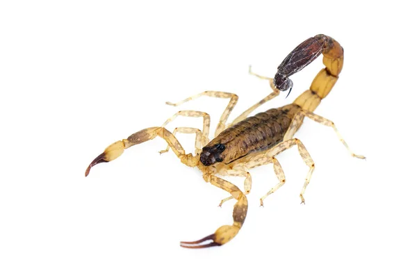 Obrázek Hnědého Škorpióna Izolovaného Bílém Pozadí Hmyz Animal — Stock fotografie