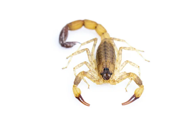 Imagem Escorpião Marrom Isolado Sobre Fundo Branco Inseto Animais — Fotografia de Stock