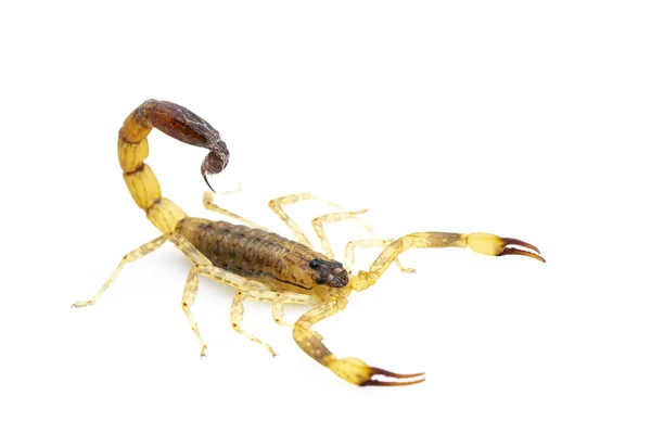 Image Brown Scorpion Isolated White Background Insect Animal — Stock Photo, Image