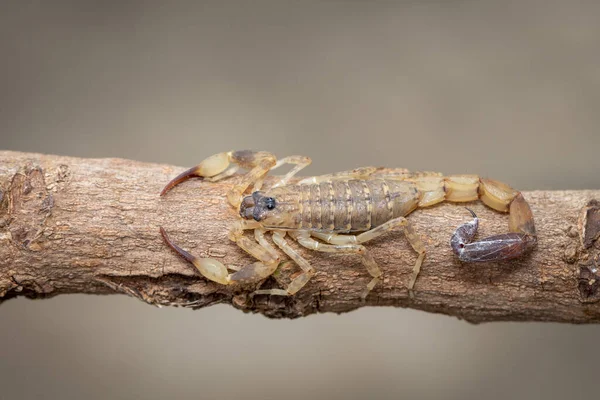 Immagine Scorpione Bruno Ramo Albero Secco Marrone Insetto Animali — Foto Stock