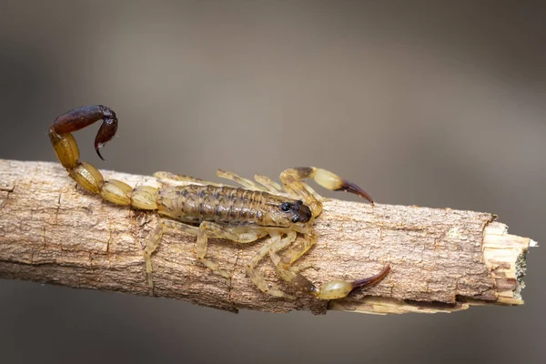 Immagine Scorpione Bruno Ramo Albero Secco Marrone Insetto Animali — Foto Stock