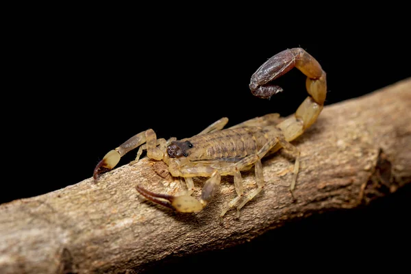 Image of brown scorpion on brown dry tree branch. Insect. Animal.