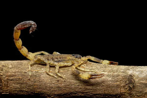 Kahverengi Akrebin Kahverengi Ağaç Dalındaki Görüntüsü Böcek Hayvan — Stok fotoğraf