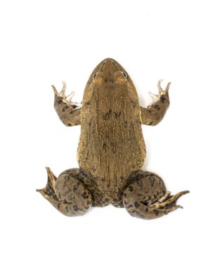 Beyaz arka planda Çin, Doğu Asya, Tayvan kurbağası (Hoplobatrachus rugulosus) ve yenilebilir kurbağa resmi bulunmaktadır. Amfibi. Hayvan..
