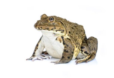 Beyaz arka planda Çin, Doğu Asya, Tayvan kurbağası (Hoplobatrachus rugulosus) ve yenilebilir kurbağa resmi bulunmaktadır. Amfibi. Hayvan..