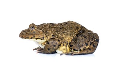 Beyaz arka planda Çin, Doğu Asya, Tayvan kurbağası (Hoplobatrachus rugulosus) ve yenilebilir kurbağa resmi bulunmaktadır. Amfibi. Hayvan..