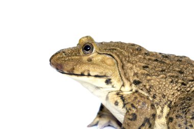 Beyaz arka planda Çin, Doğu Asya, Tayvan kurbağası (Hoplobatrachus rugulosus) ve yenilebilir kurbağa resmi bulunmaktadır. Amfibi. Hayvan..