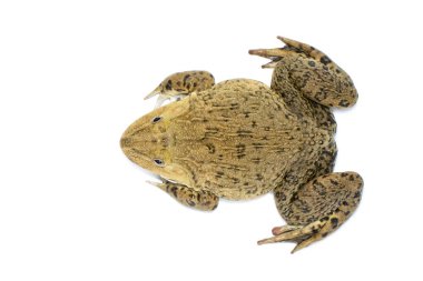 Beyaz arka planda Çin, Doğu Asya, Tayvan kurbağası (Hoplobatrachus rugulosus) ve yenilebilir kurbağa resmi bulunmaktadır. Amfibi. Hayvan..