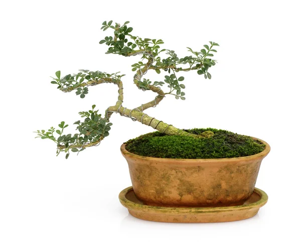 Bild Von Mini Bonsai Topfbaum Auf Weißem Hintergrund Sie Wurden — Stockfoto