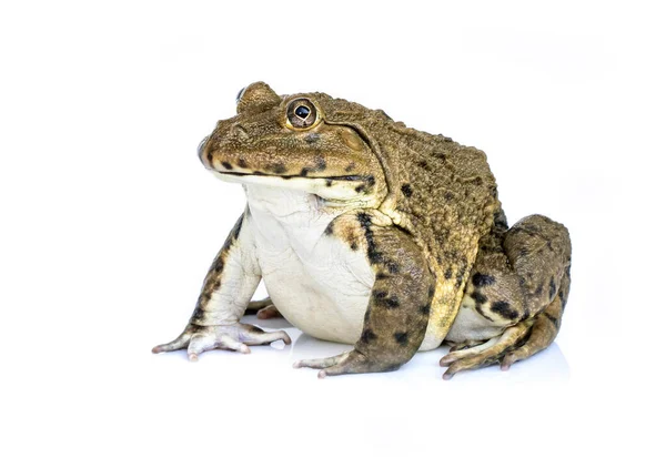 개구리 동아시아 불개구리 개구리 너구리 배경에서 분리되었다 양서류 — 스톡 사진