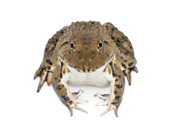 Beyaz Arka Planda Çin Doğu Asya Tayvan Kurbağası Hoplobatrachus Rugulosus — Stok fotoğraf