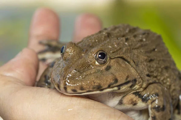 Imagem Comestível Chinesa Touro Ásia Oriental Taiwanesa Hoplobatrachus Rugulosus Anfíbio — Fotografia de Stock