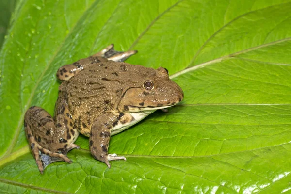 Wizerunek Chińskiej Jadalnej Żaby Wschodnioazjatyckiej Żaby Bulwiastej Tajwańskiej Żaby Hoplobatrachus — Zdjęcie stockowe