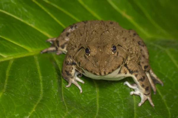 Obrázek Čínské Jedlé Žáby Východoasijské Žáby Tchajwanské Žáby Hoplobatrachus Rugulosus — Stock fotografie