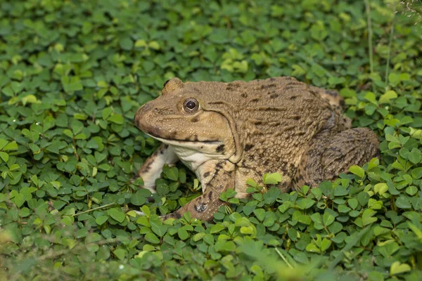 Imagem Comestível Chinesa Touro Ásia Oriental Taiwanesa Hoplobatrachus Rugulosus Grama — Fotografia de Stock