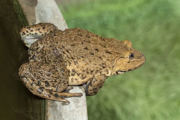 Imagem Comestível Chinesa Touro Ásia Oriental Taiwanesa Hoplobatrachus Rugulosus Anfíbio — Fotografia de Stock