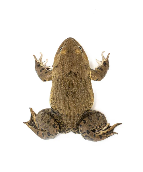 Image Chinese Edible Frog East Asian Bullfrog Taiwanese Frog Hoplobatrachus — Stock Photo, Image