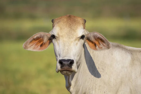 Image of white cow on nature background. Animal farm.