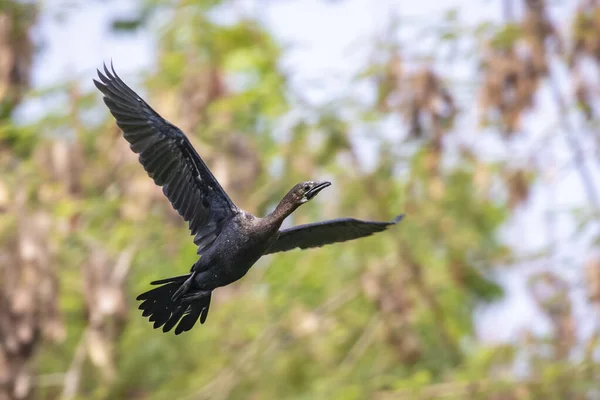 Imagen Cormorant Shag Sobre Fondo Natural Pájaro Volando Animales — Foto de Stock