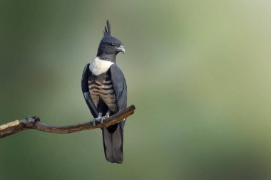 Kara Baza 'nın (Aviceda leuphotes) doğanın arka planındaki bir dala tünemiş görüntüsü. Falco. Kuş. Hayvanlar.