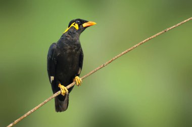 Doğanın arka planında yaygın tepe Myna kuşunun (Gracula religiosa intermedia) görüntüsü. Kuş. Hayvanlar.