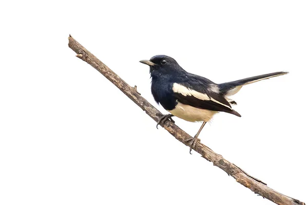 Image Oriental Magpie Robin Copsychus Saularis Tree Branch White Background — Stock Photo, Image