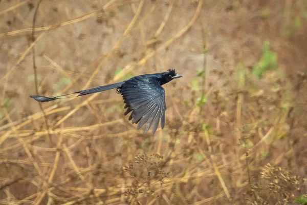 Imagen Greater Racket Tailed Drongo Volando Sobre Fondo Naturaleza Bird — Foto de Stock