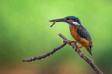 Karidesleri ağızda tutan ve doğanın arka planında bir dala tünemiş ortak kralbalıkçı (Alcedo at this) görüntüsü. Kuş. Hayvanlar.