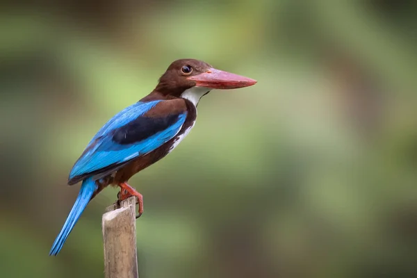 Image White Throated Kingfisher Halcyon Smyrnesis Branch Nature Background Bird —  Fotos de Stock