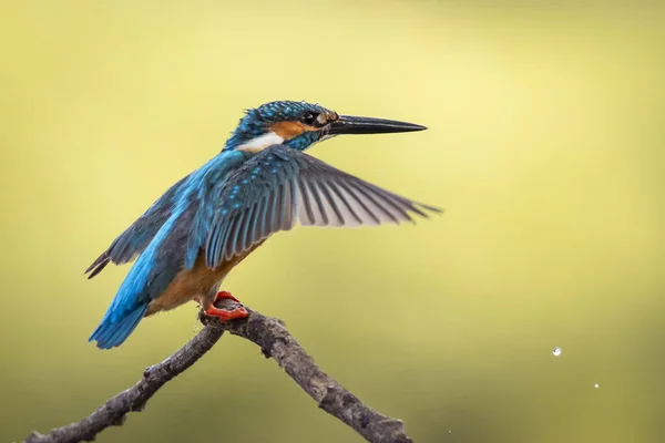 Image Martin Pêcheur Commun Alcedo Atthis Perché Sur Une Branche — Photo