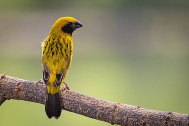 Asyalı Altın Weaver ağaç dalında.