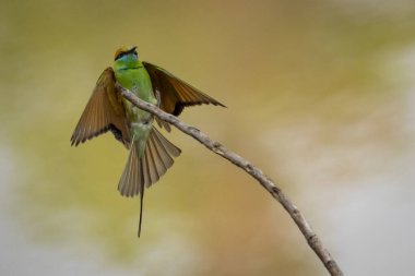 Yeşil Arı Yiyen Kuş 'un (Merops orientalis) doğa arka planındaki bir ağaç dalında görüntüsü. Kuş. Hayvanlar.
