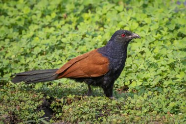 Doğanın arka planında daha büyük bir coucal kuş veya karga sülün kuşu (Centropus sinensis) görüntüsü. Kuş. Hayvanlar.