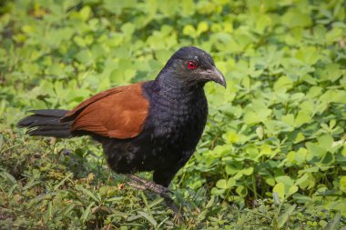 Doğanın arka planında daha büyük bir coucal kuş veya karga sülün kuşu (Centropus sinensis) görüntüsü. Kuş. Hayvanlar.