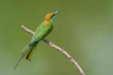 Yeşil Arı Yiyen Kuş 'un (Merops orientalis) doğa arka planındaki bir ağaç dalında görüntüsü. Kuş. Hayvanlar.