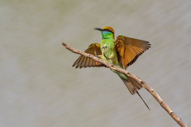 Yeşil Arı Yiyen Kuş 'un (Merops orientalis) doğa arka planındaki bir ağaç dalında görüntüsü. Kuş. Hayvanlar.