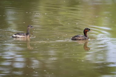 Küçük Yunus (taşibaptus ruficollis) sudaki yansıması. Kuş. Hayvanlar.