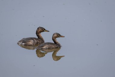 Küçük Yunus (taşibaptus ruficollis) sudaki yansıması. Kuş. Hayvanlar.