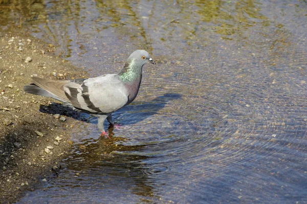 Image Pigeons Eat Water Birds Animals — Stock Photo, Image