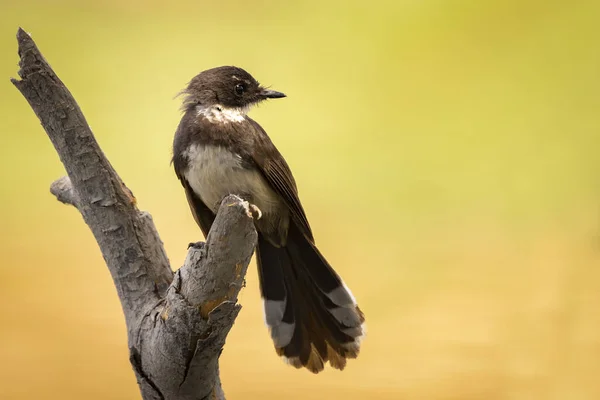 Sunda Pied Fantail Malaysian Pied Fantail Σκαρφαλωμένο Κλαδί Δέντρου — Φωτογραφία Αρχείου