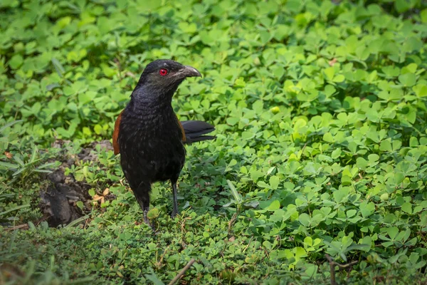 Image of Greater coucal bird or Crow pheasant bird(Centropus sinensis) on nature background. Bird. Animals.