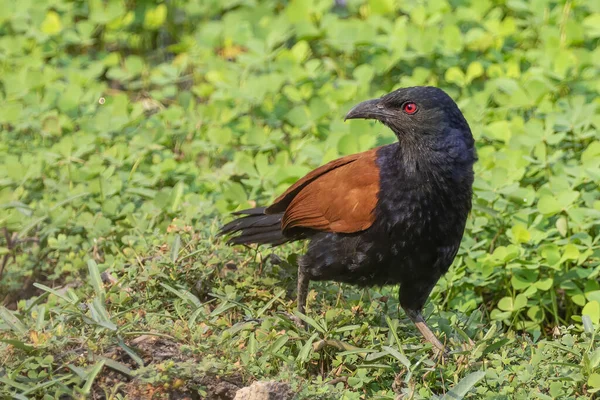 Εικόνα Του Μεγαλύτερου Πουλιού Coucal Του Πουλιού Crow Pheasant Centropus — Φωτογραφία Αρχείου