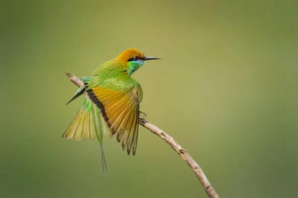 Bild Green Bee Eater Fågel Merops Orientalis Ett Träd Gren — Stockfoto