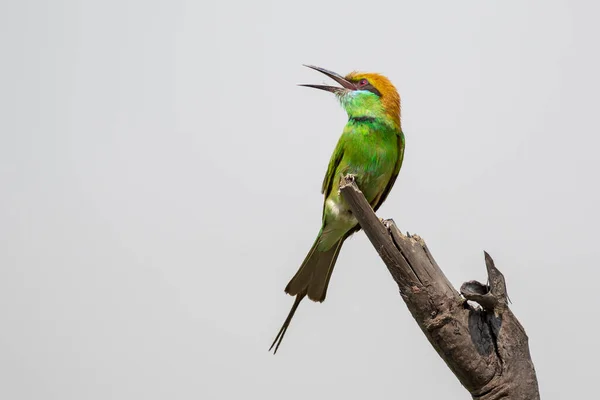 Bild Green Bee Eater Fågel Merops Orientalis Ett Träd Gren — Stockfoto