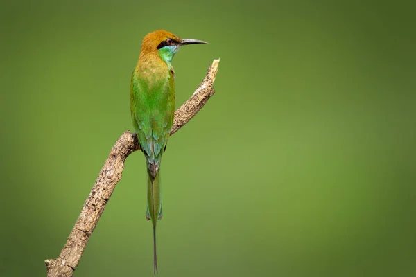 Bild Green Bee Eater Fågel Merops Orientalis Ett Träd Gren — Stockfoto